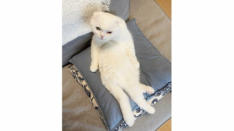 約1分後、“意識”を取り戻したとのことだ