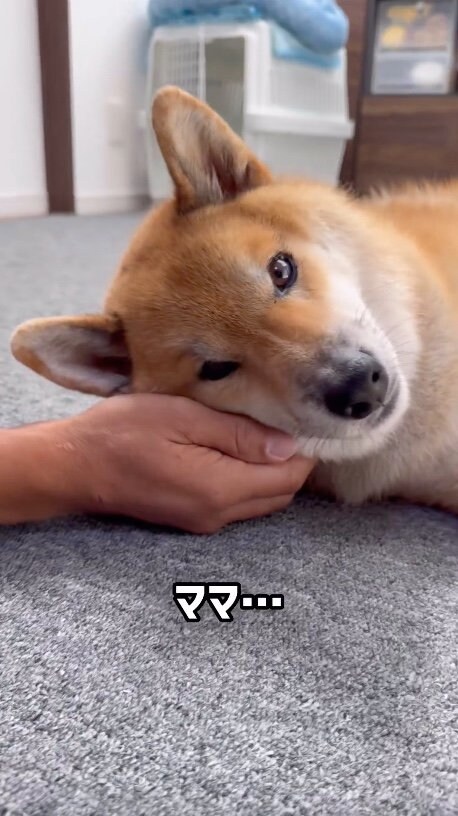 提供：柴犬ぽてとさん