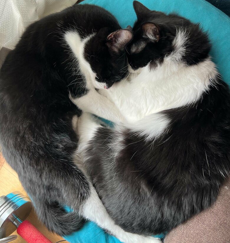 仲良く寝るヤンくんとフクくん