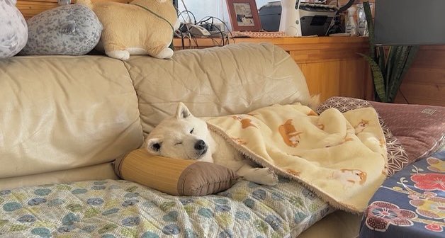 提供：しばわんこ生活さん