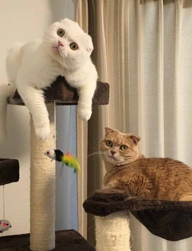 左：むくくん　右：先輩猫のもろみちゃん