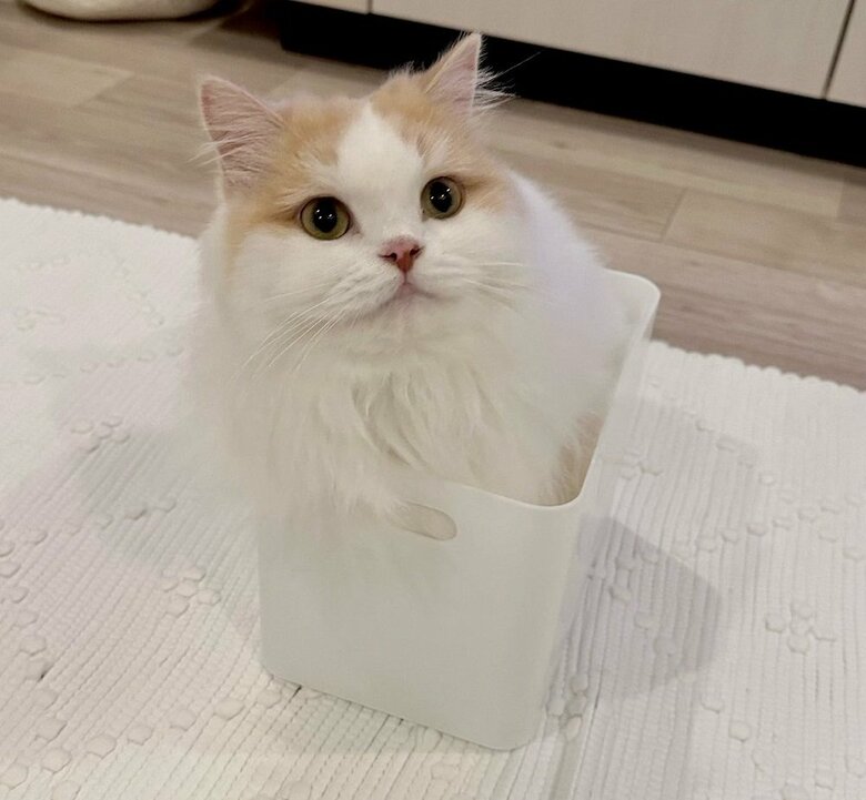 収納ボックスの中に入った姿