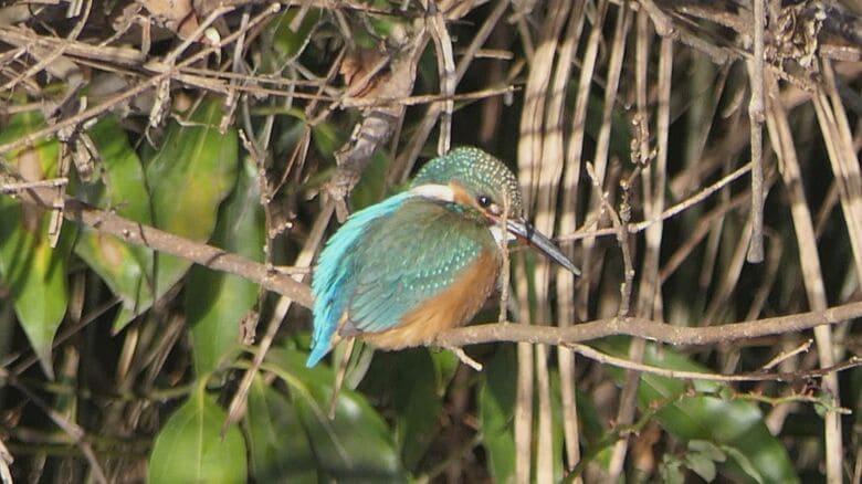 仙台城跡付近で観察することができたカワセミ