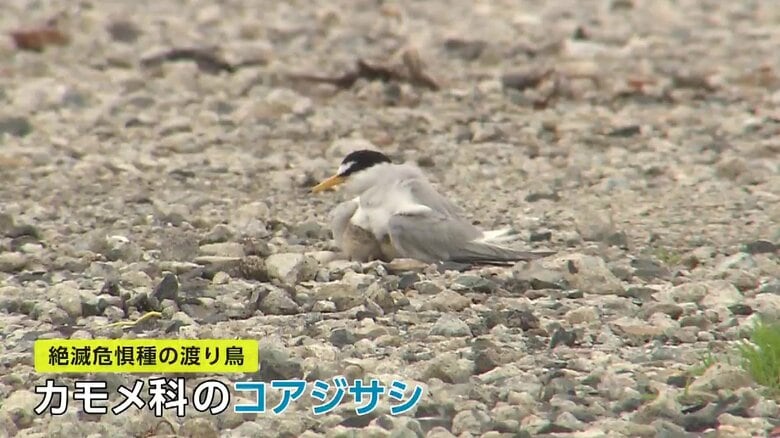 子育て中の「コアジサシ」