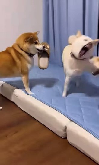 提供：柴犬ポポ(7)リブ(4)ラム(4)さん