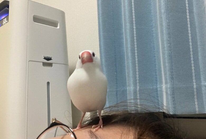 飼い主さんの顔の上にのぼっちゃうおいりちゃん