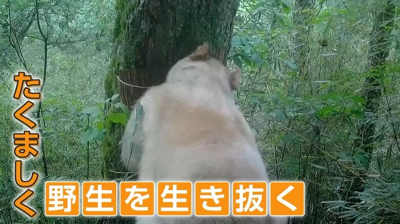 白いパンダはたくましく野生を生き抜いている