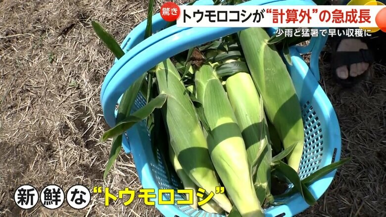 カゴいっぱいに入った、例年より大きなサイズのトウモロコシ