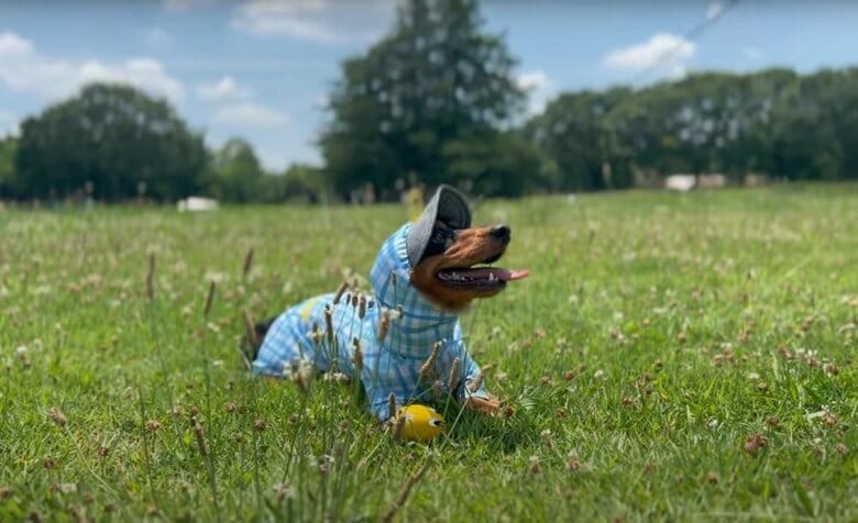 ドッグランを満喫中