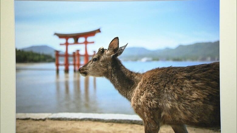 アラブ首長国連邦特命全権大使のシハブ・アルファヒームさん「宮島の鹿」