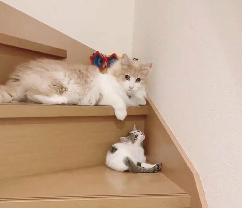 上：まゆちゃん　下：ぷん太郎くん