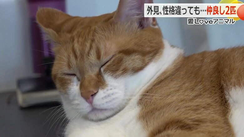 ゆっくりとまぶたを閉じるおもちちゃん