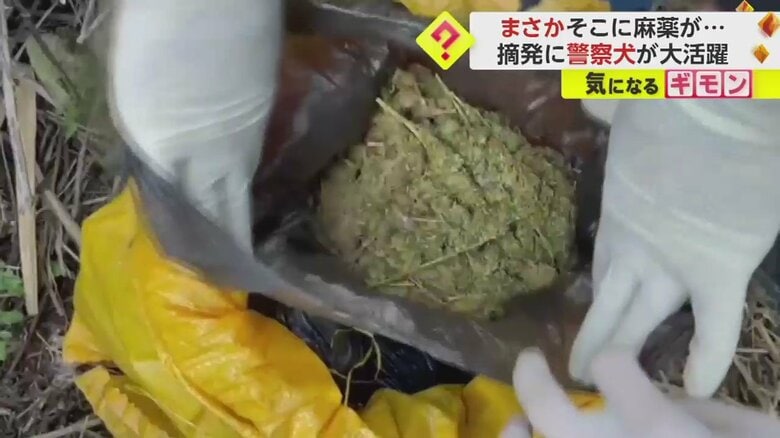 警察犬の嗅覚を頼りに次々と発見されていく麻薬（画像：IHA）