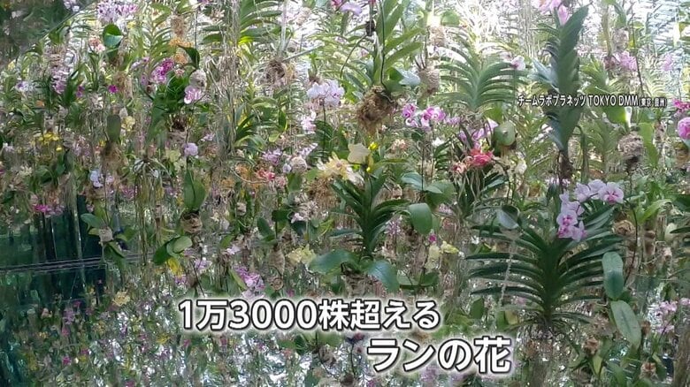 空中で生きているため、訪れる時間によって匂いが変わるという