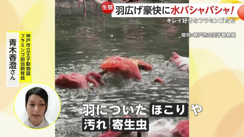 水浴びは、羽についたほこりや汚れ、寄生虫、脂粉と呼ばれる白っぽい粉などをバシャバシャと取り除く効果があるという