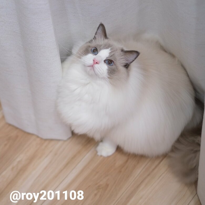 提供：ロイくん@roy201108さん