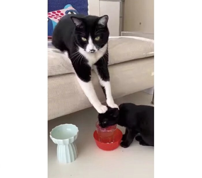 「いま水を飲ませています」という顔のはなおくん（提供：shizuさん）