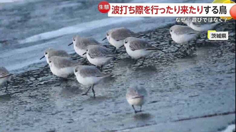｢ミユビシギ」と呼ばれる渡り鳥