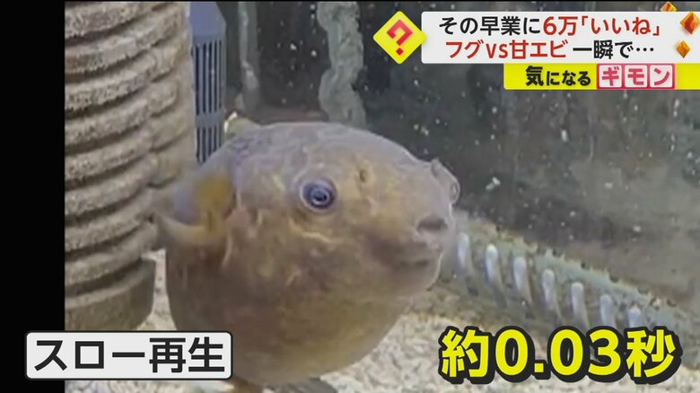 わずか0.03秒でエビを吸い込んだフグ