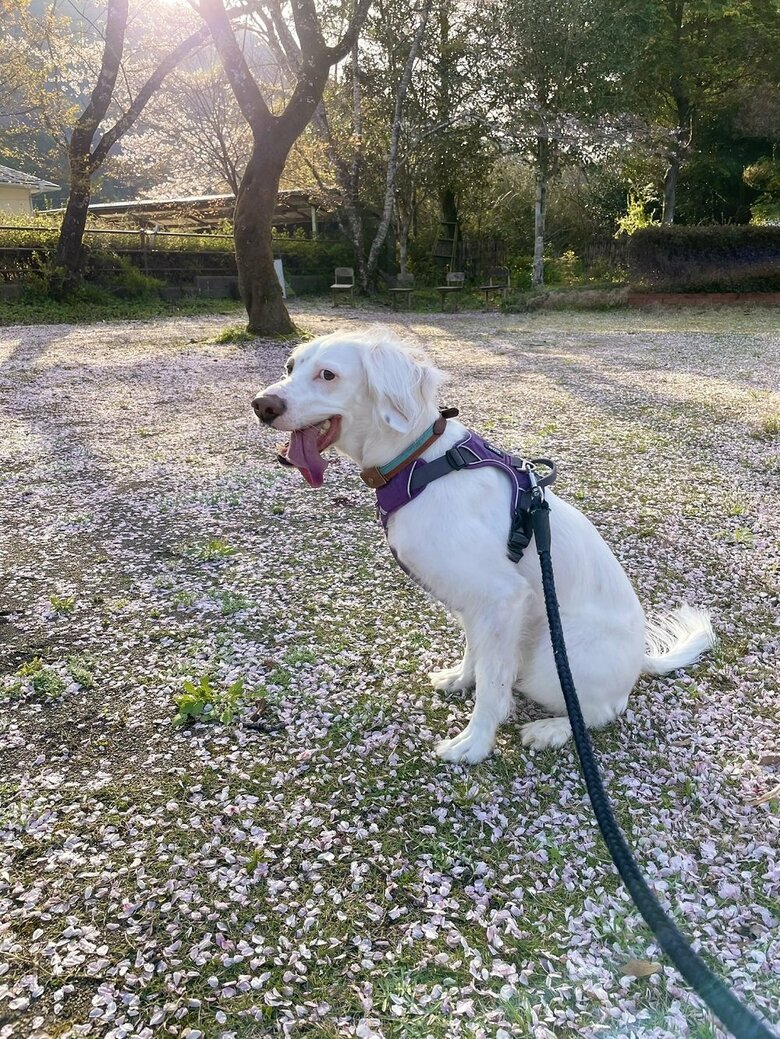 桜の絨毯の上でひと休み