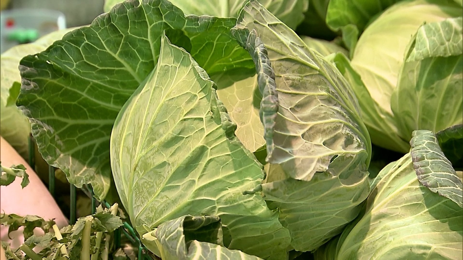 キャベツが安い！“今がまさに食べ時” 「今年 はすごく大きい」飲食店もスーパーの買い物客も笑顔…今後値上がりの可能性も（FNNプライムオンライン）｜ｄメニューニュース（NTTドコモ）