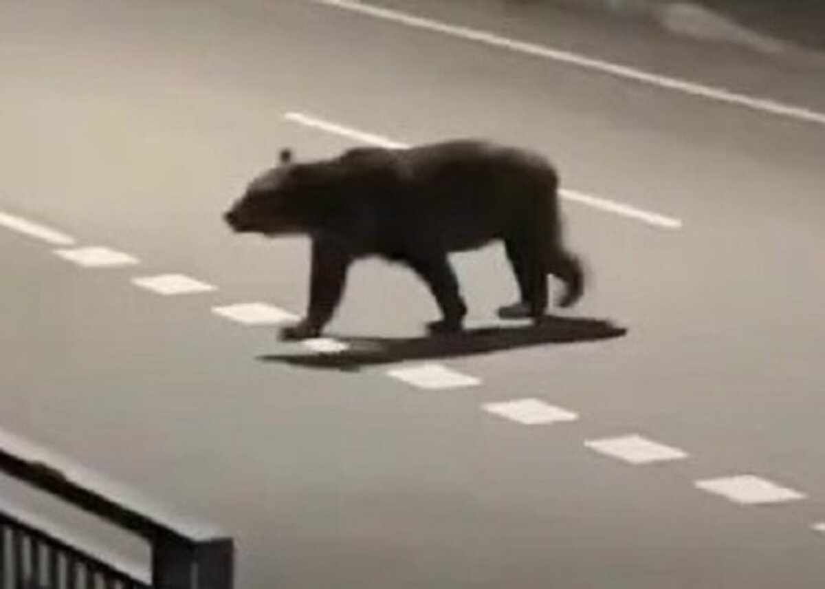 熊の電話 ヒグマ駆除のマチに苦情】『クマ殺すな!どこで判断したんだ