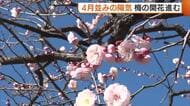 ぽかぽか陽気！4月並みの暖かさで“梅”の開花進む「春らしい良い風景」 雪の多い地域では雪崩に注意を 新潟
