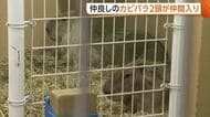 【カピバラ】ゆうじろうとの別れから7カ月…マイペースで仲よしな2頭が仲間入り！9月20日から一般公開　新潟市