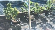 “夫婦でガーデニング”実は自宅テラスで「大麻草」栽培　別の事件で家宅捜索、発見し夫婦を逮捕　鹿児島・姶良市