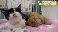 保護猫は「しょうへい」と「デコピン」　前足切断を乗り越えてドジャーブルーの首輪で新たな飼い主を待つ【福井発】