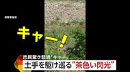 「危ない！危ない！危ない！」白昼堂々ホップ、ステップ、ジャンプ…鹿が土手を“爆走”　通行人も“珍客”にぼう然…驚きの悲鳴も　東京・八王子市