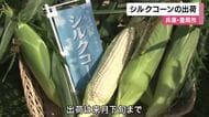 兵庫・豊岡市但東町の特産の白いトウモロコシ「ホワイトコーン」出荷最盛期　生でも食べられる甘さが特徴