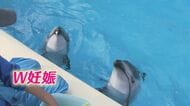 “カマイルカ”の「W妊娠」 水族館が発表　しかし成功例少なく…飼育チーム総力戦で出産準備へ【福岡発】