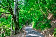 高尾山にツキノワグマ　人気の登山道1号路付近で確認　シルバーウィーク控え八王子市が注意呼びかけ