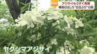 “梅雨のはしり”松山の公園でアジサイ咲き始める　色とりどりの“風物詩”「雨の方が鮮やかに」【愛媛】