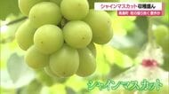 果樹王国・山形の秋を代表するエメラルドグリーン「シャインマスカット」収穫盛ん　山形・高畠町