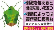 刺激与えると強烈な臭い…猛暑で急増「カメムシ」の習性を利用した“ほぼ捕獲できる方法”がSNSで注目