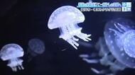 ゆったりと流れる時を満喫　足がタコのようなタコクラゲ、長い触手と猛毒のアカクラゲ…「くにみクラゲ公民館」で日本海の生き物に癒される小旅　　