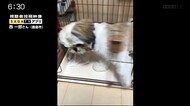 「行ってきまーす」ケージの扉を開けてお出かけワンちゃん