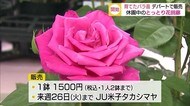 高貴な香りを家庭に・・・とっとり花回廊のバラ デパートで出張販売(鳥取・米子)