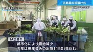 広島の冬の味覚 広島菜の漬け込み始まる