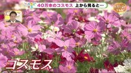 40万本のコスモス見頃 上から見ても楽しめます【ただいま天気 10/21】