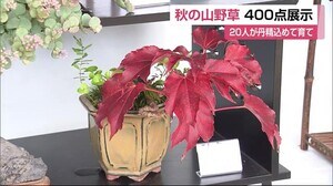 モミジに山ラッキョウ 愛好家が育てた「山野草」を展示【佐賀市】