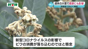 大雪で特産品のビワに異変「思った以上に被害があるみたい」【長崎市】