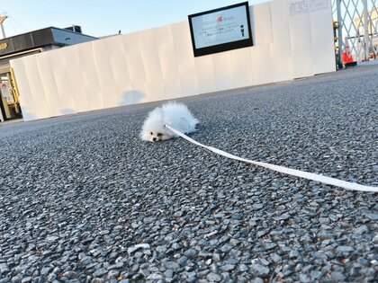道の真ん中でぺっちゃんこに！“散歩拒否”するポメラニアンの子犬がかわいい…何を訴えていたのか飼い主に聞いた