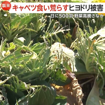 高騰キャベツ食い荒らす“ヒヨドリ”被害「今年は特にひどい」農家を悩ます大群襲来…夏の暑さで木の実少なく人里に　大分・日出町