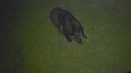 【目撃続出】新聞配達員の男性がクマに襲われた北海道福島町＿その後も住宅街で出没相次ぎ住民の不安募る→クマの捕獲対策の“箱わな”はどの程度有効？＜北海道福島町＞