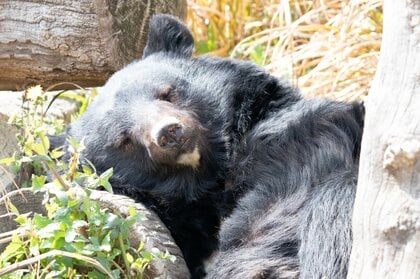 食べ物を求めて水平移動するツキノワグマ　街に出没するのは「ここはいい場所」と母クマから刷り込まれたからだった