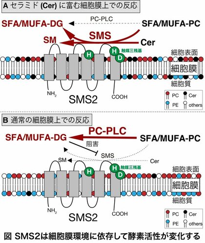 生理活性脂質代謝酵素SMS2の新たな機能を発見~特定の脂肪酸を持つリン脂質を代謝し生理活性脂質を産生する~