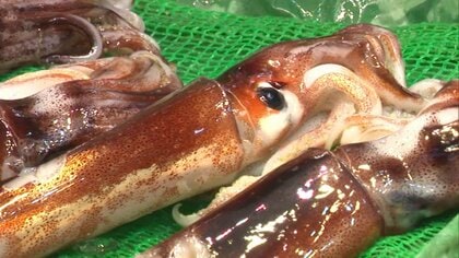 【異例の措置】水産庁がスルメイカ漁に初の停止命令…「小型スルメイカ漁業へ振り替えるための調整を進めている」鈴木農水相が小型船への5700トン振り替えを検討 漁獲枠拡大は早ければ来月5日の審議会で決定か